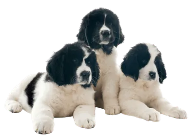 Landseer