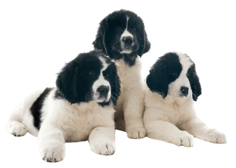 Landseer
