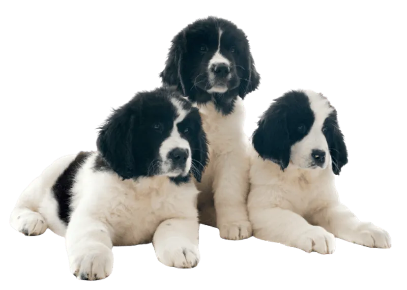 Landseer