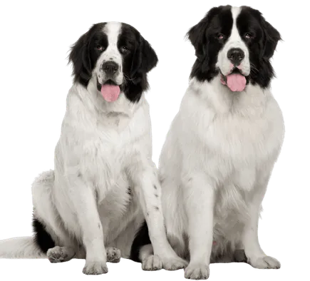 Landseer