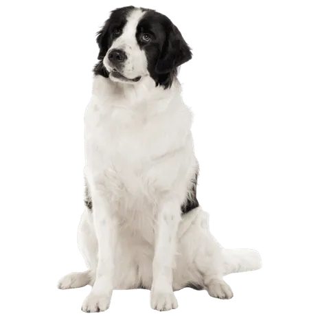 Bild für Landseer