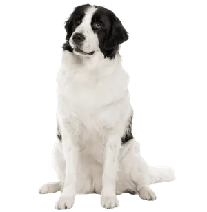 Landseer