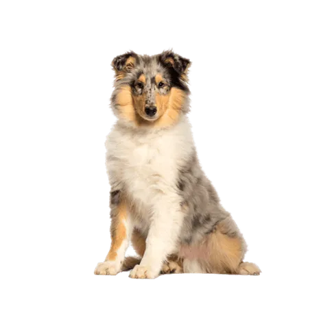 Langhaarcollie