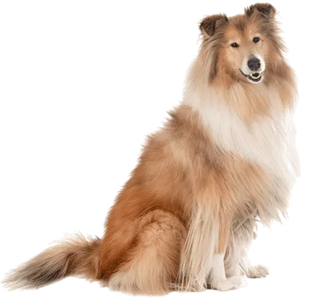 Langhaarcollie