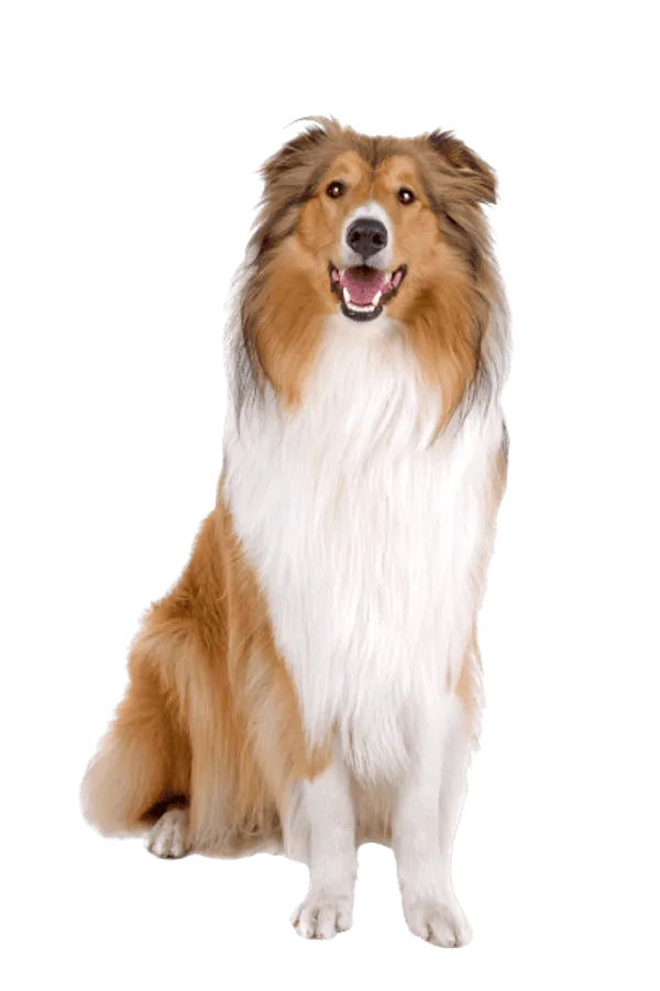 Langhaarcollie Bild