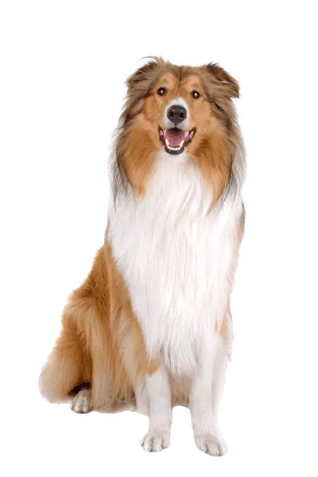 Bild für Langhaarcollie