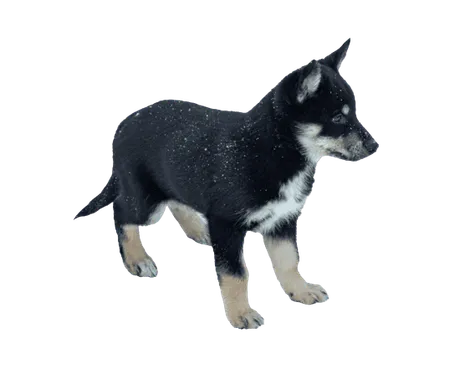 Lapplaendischer Rentierhund