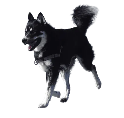 Lapplaendischer Rentierhund