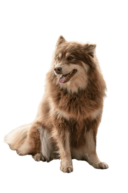 Bild für Lappländischer Rentierhund