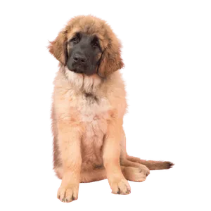 Leonberger Puppy