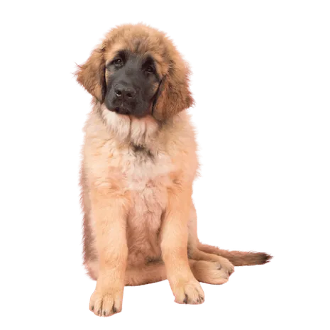 Leonberger Puppy