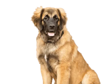 Leonberger Bild 3
