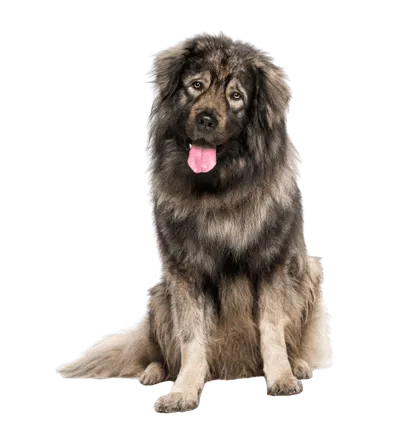 Leonberger Senior