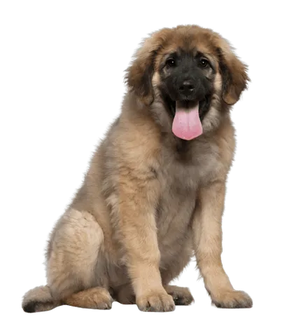 Leonberger 2