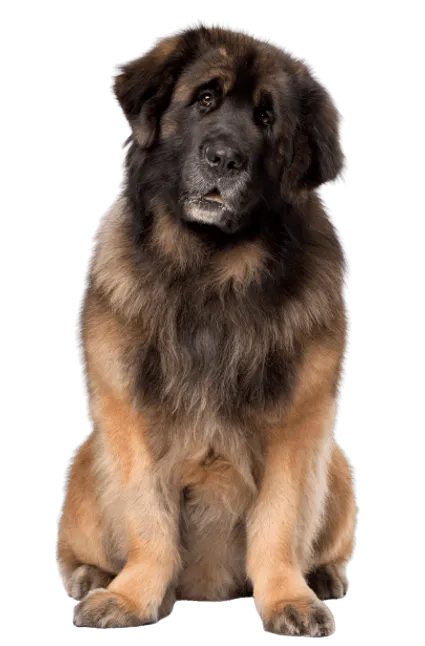 Leonberger