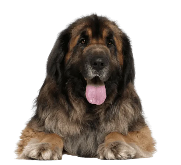 Leonberger Bild