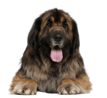 Bild für Leonberger