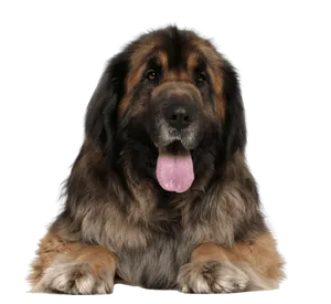 Leonberger