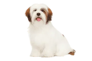 Lhasa Apso (4)
