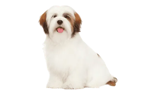 Lhasa Apso (4)