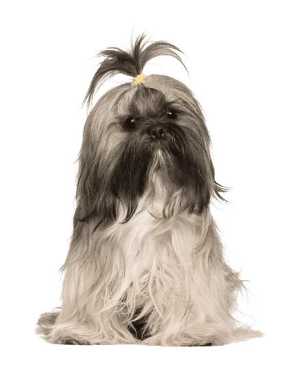Lhasa Apso (3)