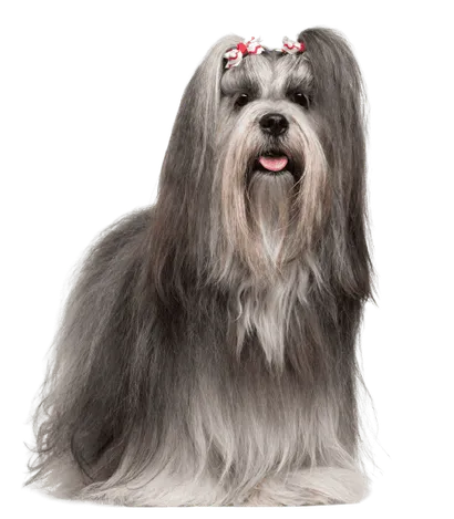 Lhasa Apso (6)