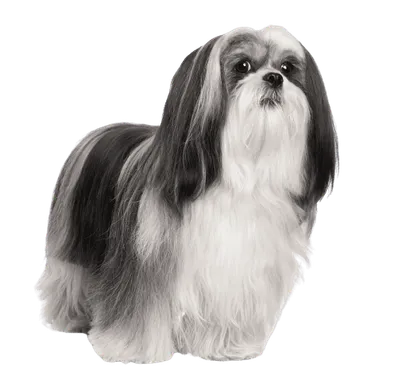 Lhasa Apso (5)