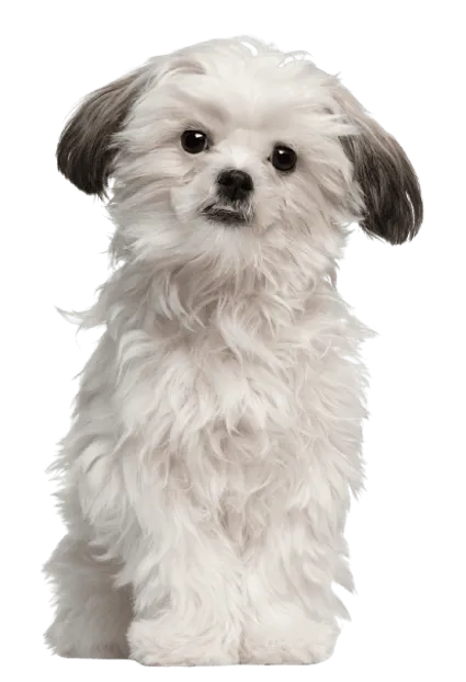 Lhasa Apso (7)