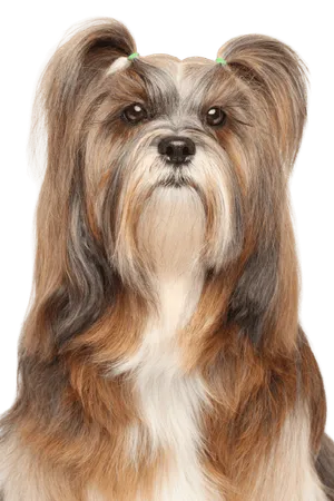Lhasa Apso