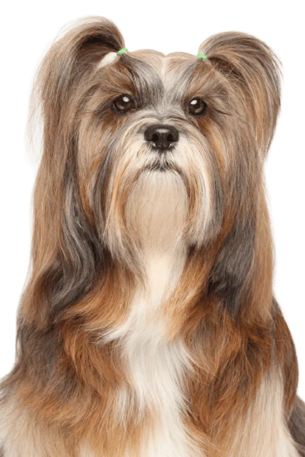 Lhasa Apso Bild