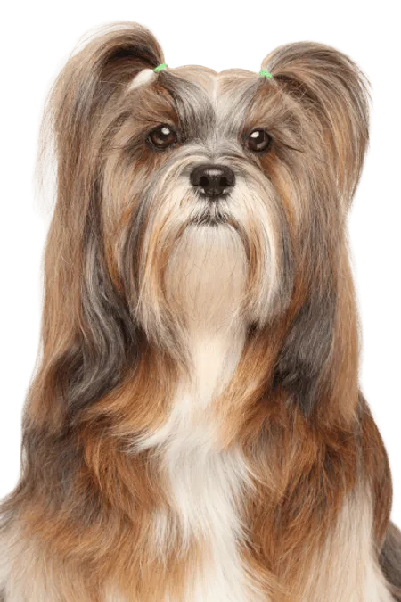 Bild für Lhasa Apso