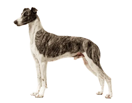 Bild für Magyar agár