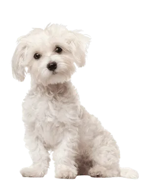 Malteser Puppy