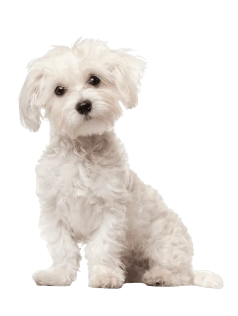 Malteser Puppy
