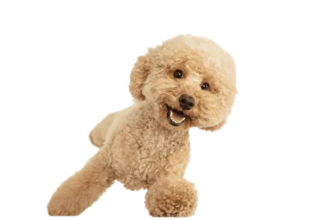 Maltipoo (1)