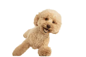 Maltipoo (1)