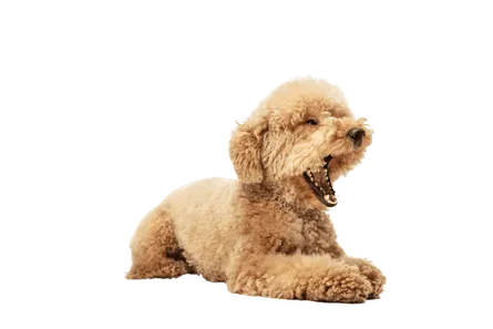 Maltipoo (3)