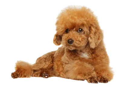 Maltipoo