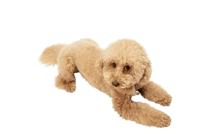 Maltipoo (4)
