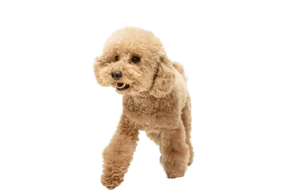 Maltipoo (2)