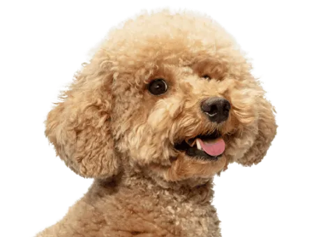 Bild für Maltipoo