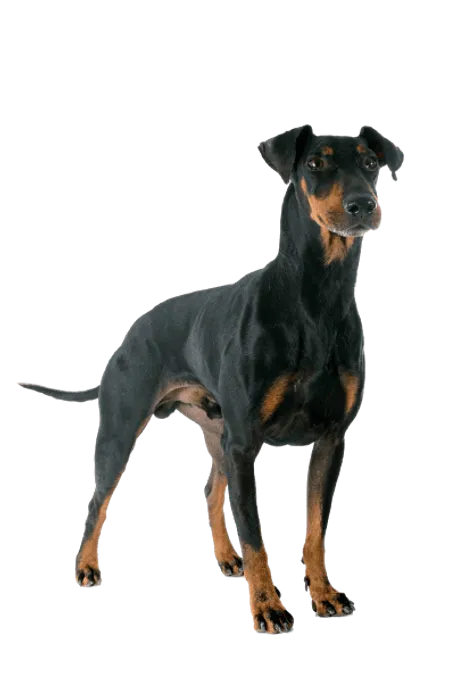 Manchester-Terrier-5