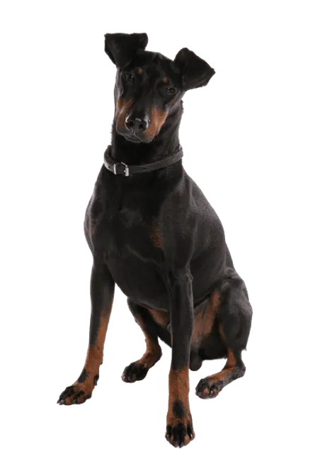 Manchester-Terrier-1