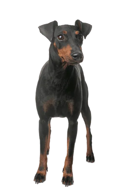 Manchester-Terrier-2
