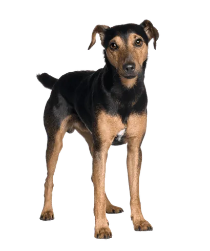 Manchester-Terrier-3