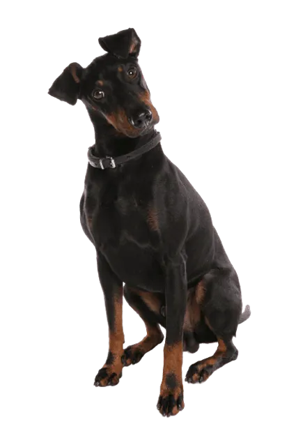 Manchester-Terrier-4