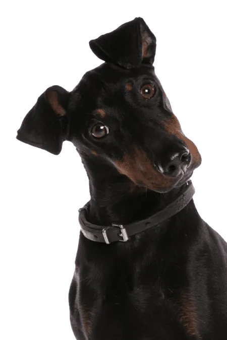 Bild für Manchester Terrier