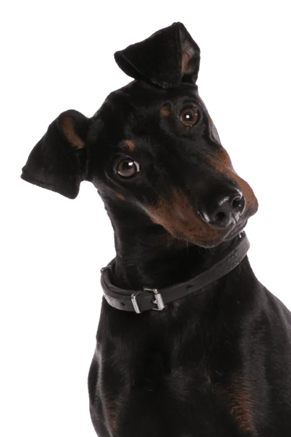 Manchester Terrier Bild