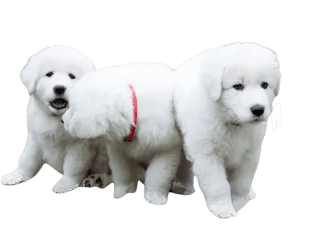 Maremmen-Abruzzen-Schaeferhund-3