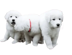 Maremmen-Abruzzen-Schaeferhund-3